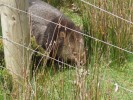 Wombat.jpg